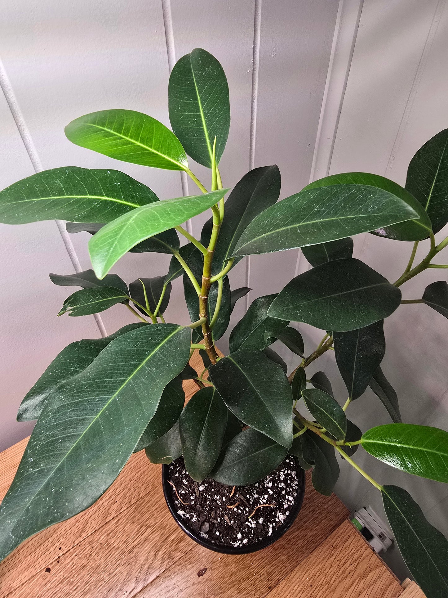 Ficus Watkinsiana 16" Tall Ships Bare Root