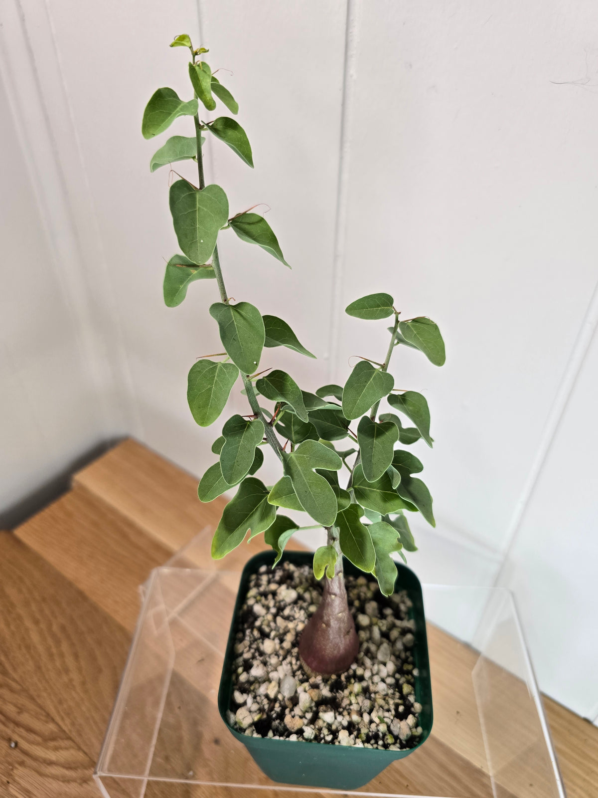 Adenia Spinosa RARE Succulent Caudex Tuber Plant in 4" Pot- Perfect for Bonsai