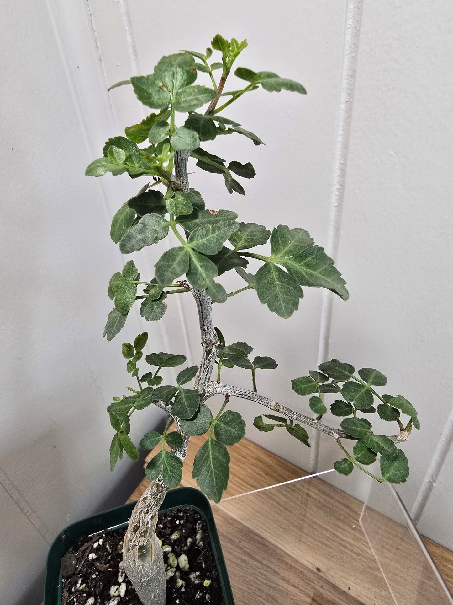 Bursera Fagaroides - Mexican Frankincense Bursera - In 4" Pot