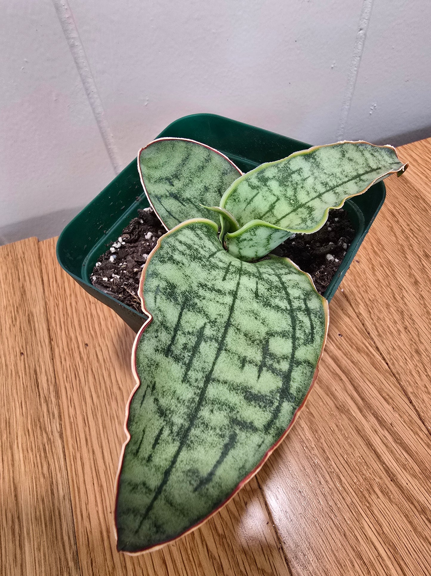 Sansevieria ‘Silver Blue Kirkii – RARE Snake Plant, Fully Rooted in 4" Pot