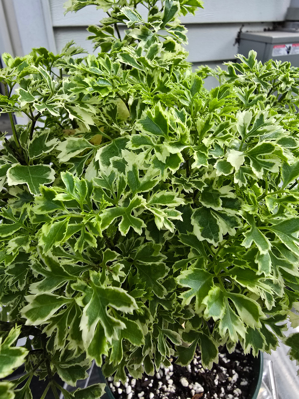 Ming Aralia Variegated | Bonsai | Polyscias Fruticosa | Live Plant In 6" Pot