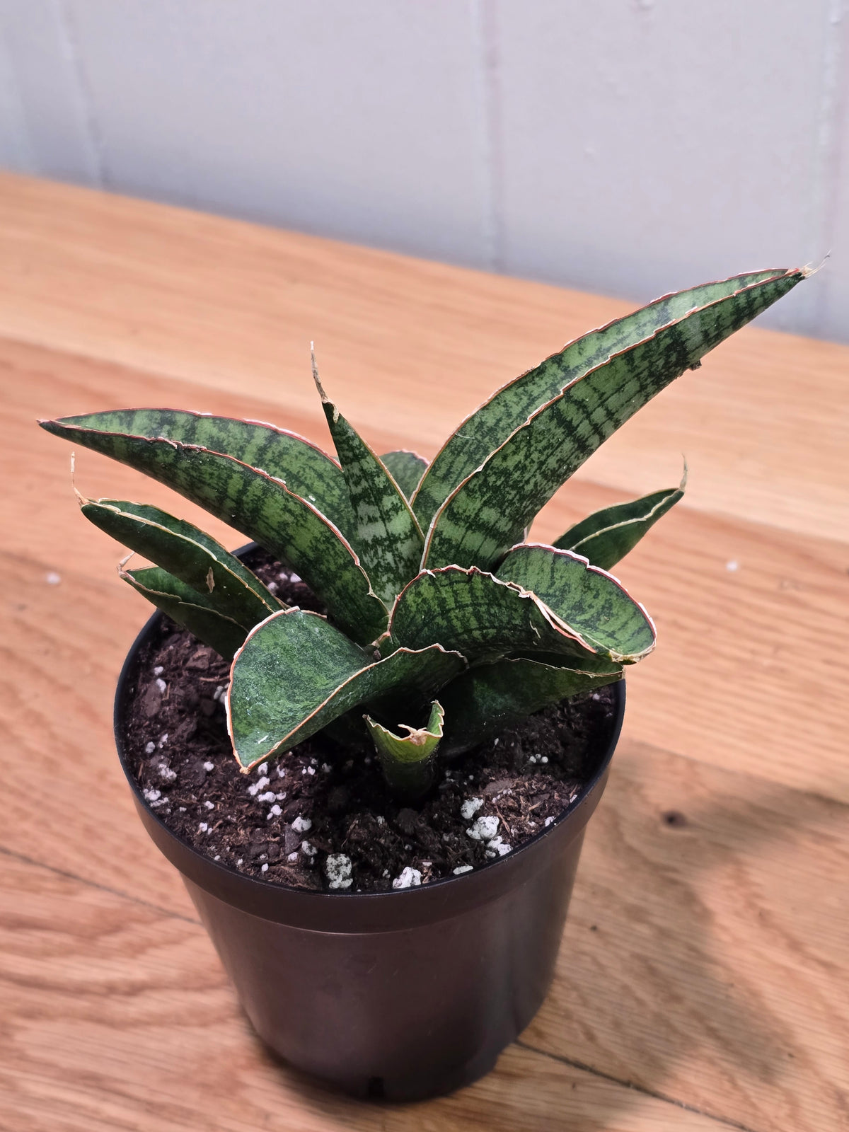Sansevieria Dracaena "Lady Gaga" RARE Hybrid Variety in 3.5" Pot