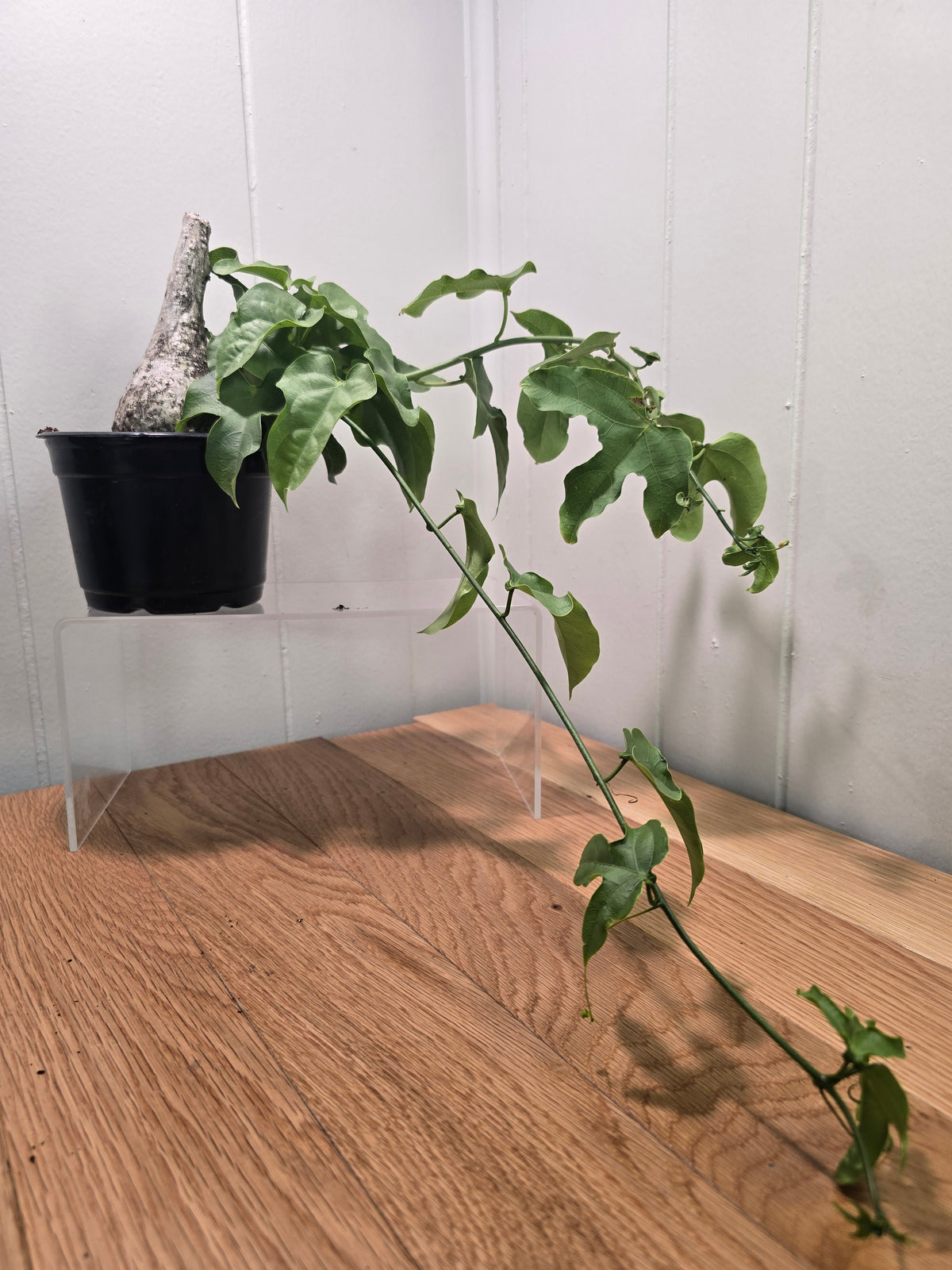 Adenia Viridiflora Craib Tree Bulb | RARE Caudex | Ideal for Bonsai | USA Seller