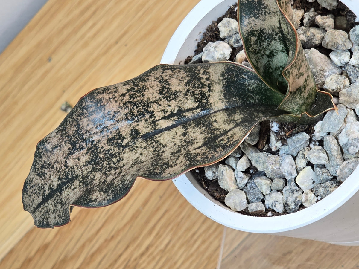 Sansevieria Coppertone | RARE | 3.5" Kanso Designs Pot With Saucer