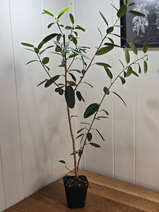 Ficus Malagasy "Rock Fig" Tree Bare Root Shipping