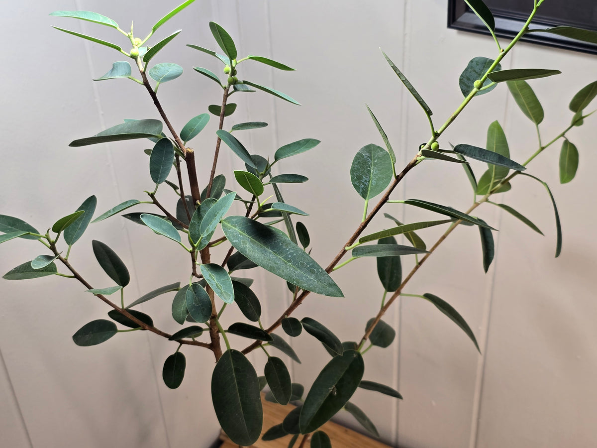 Ficus Malagasy "Rock Fig" Tree Bare Root Shipping