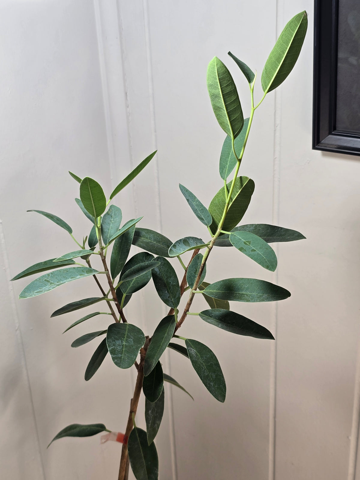 Ficus Malagasy "Rock Fig" Tree Bare Root Shipping