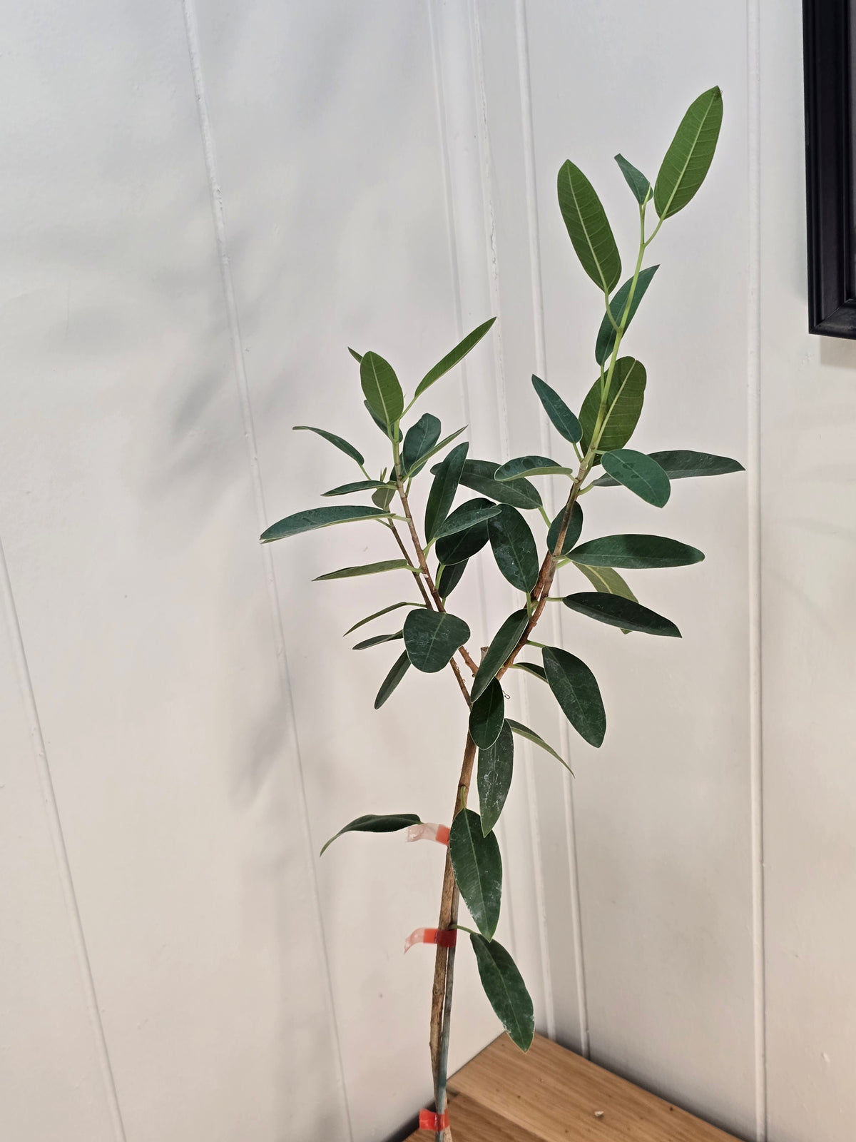 Ficus Malagasy "Rock Fig" Tree Bare Root Shipping