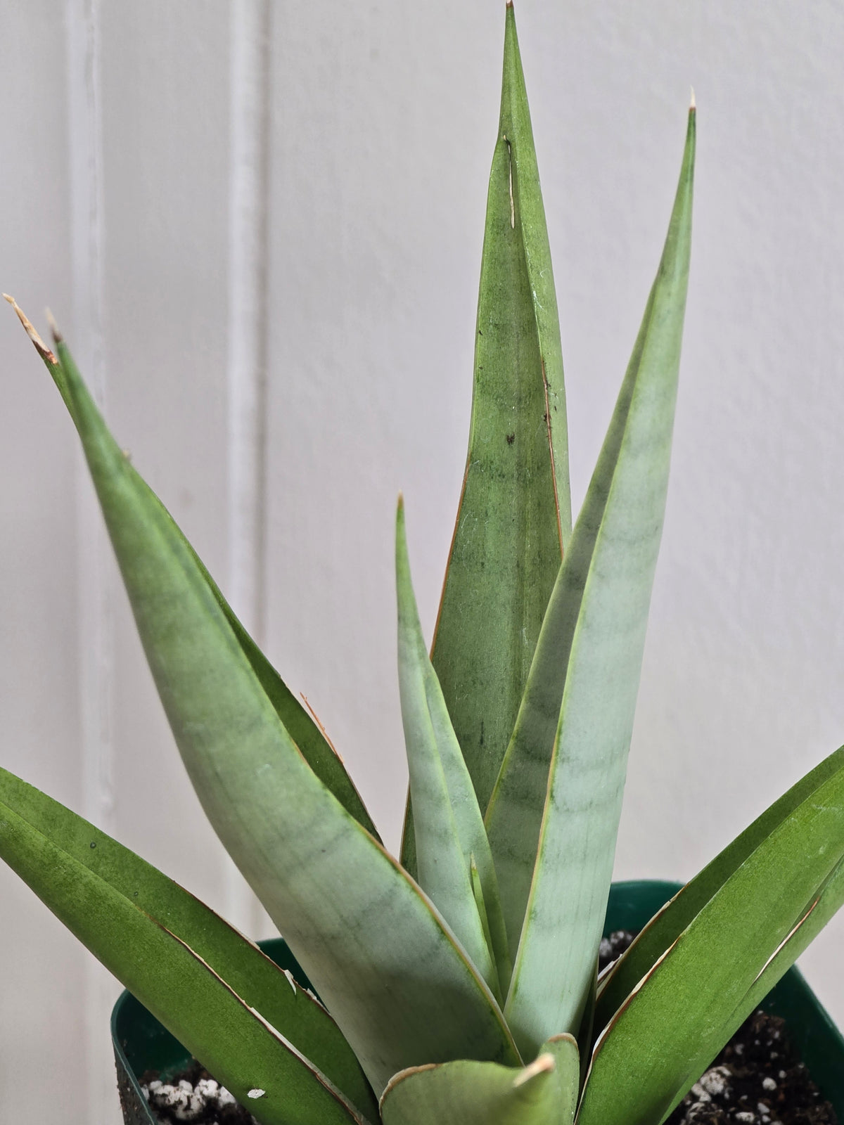 Sansevieria Chanin RARE Variety Snake Plant 5.5" Tall