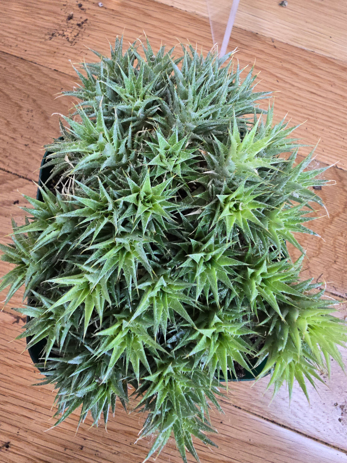 Deuterocohnia Brevifolia 'Argentine Ball' | RARE Succulent | in 4" Pot