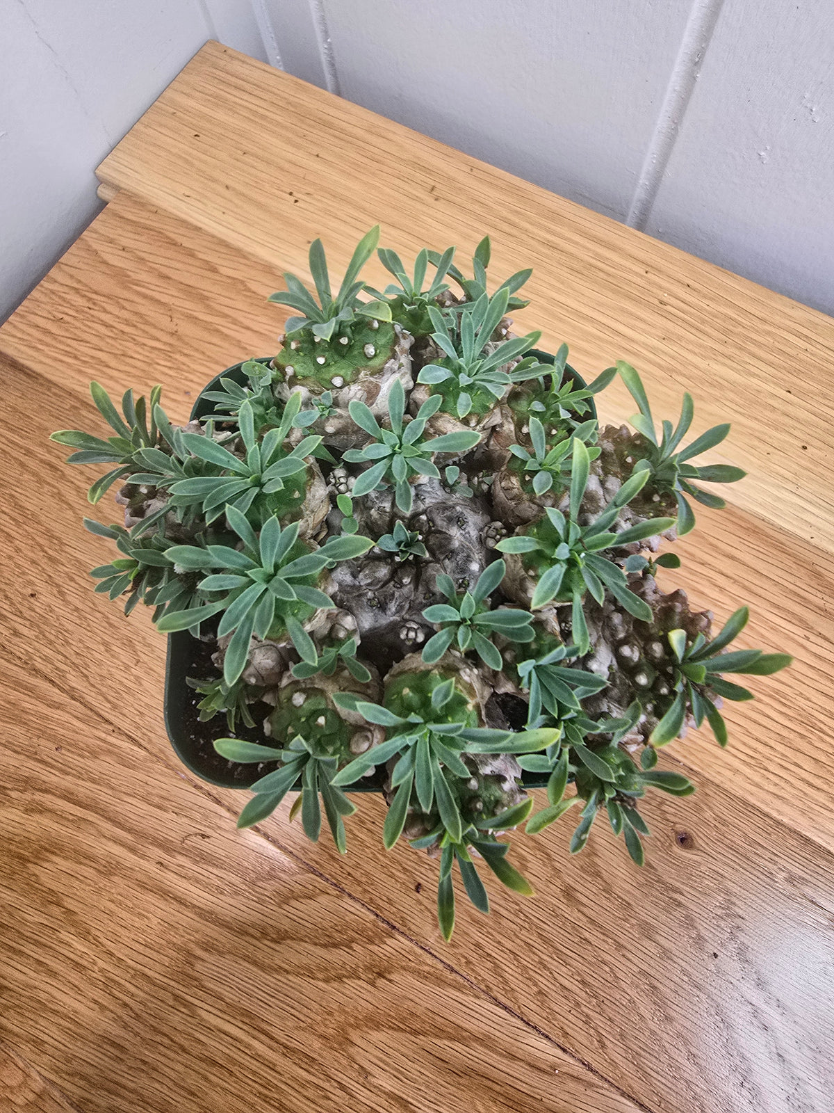 Euphorbia Japonica Cluster | RARE Plant | Live Euphorbia Cluster | Three Options