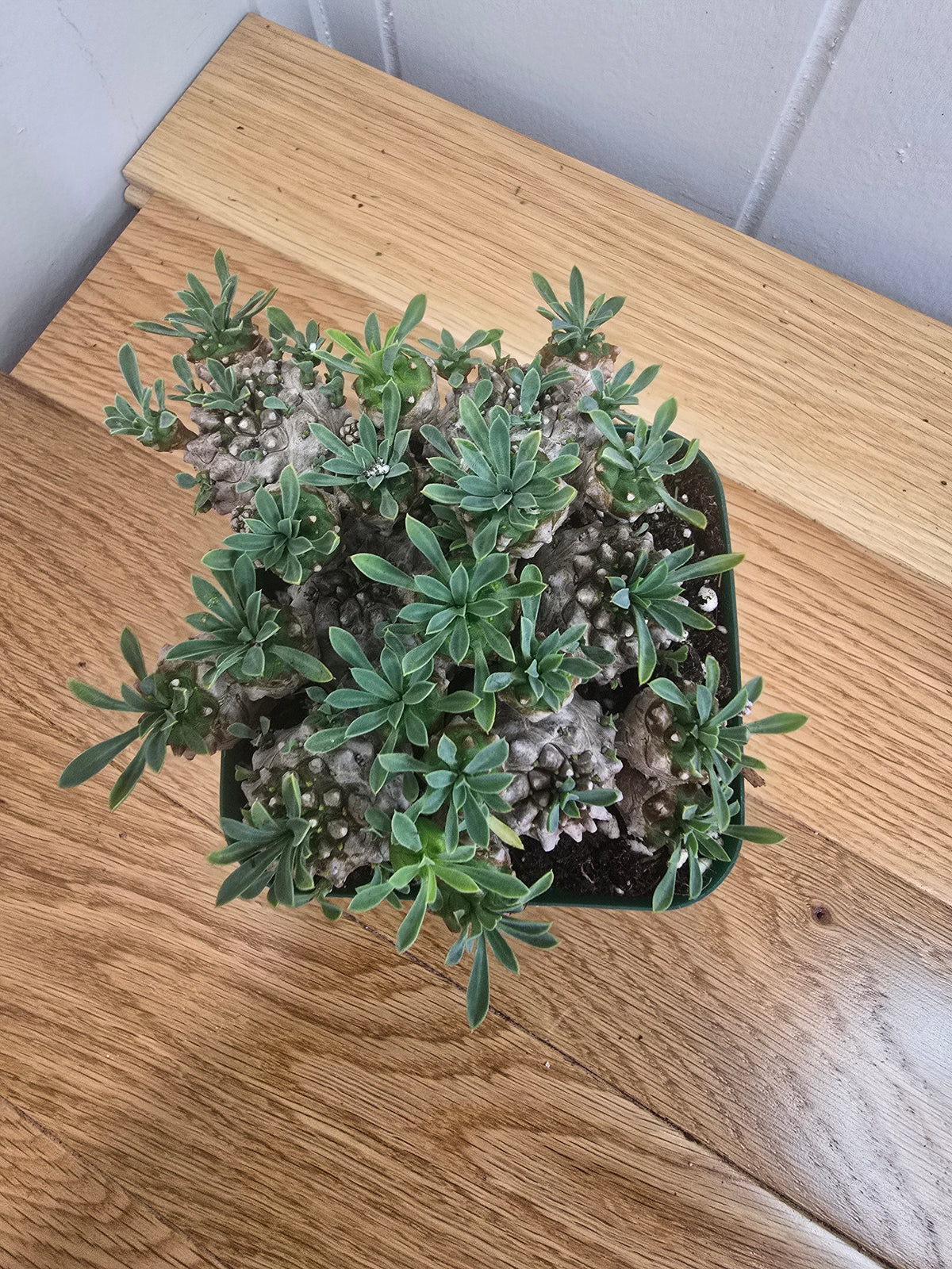 Euphorbia Japonica Cluster | RARE Plant | Live Euphorbia Cluster | Three Options