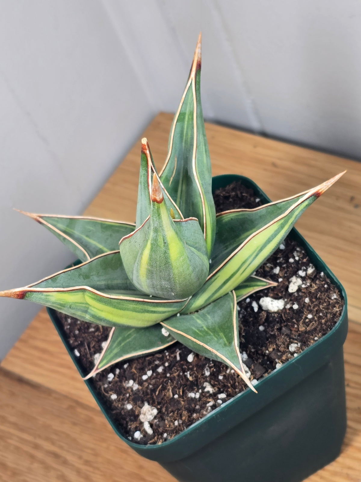 RARE Sansevieria Variegated Pinguicula | 5" tall - 5" Wide | Unique Variegation