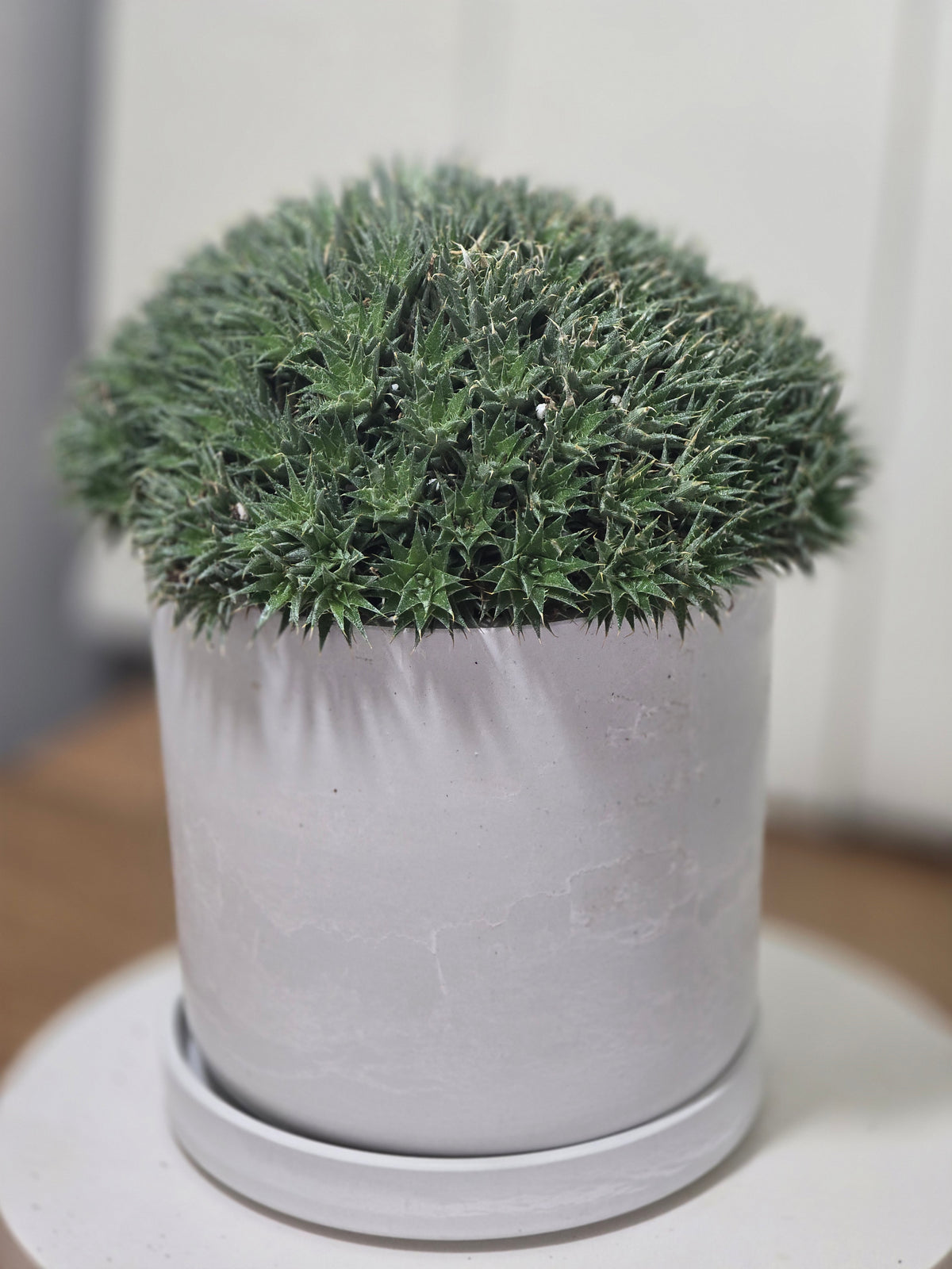 Deuterocohnia Brevifolia | Argentina Ball | RARE House Plant | 6" in Diameter | in Kanso Pot With Saucer