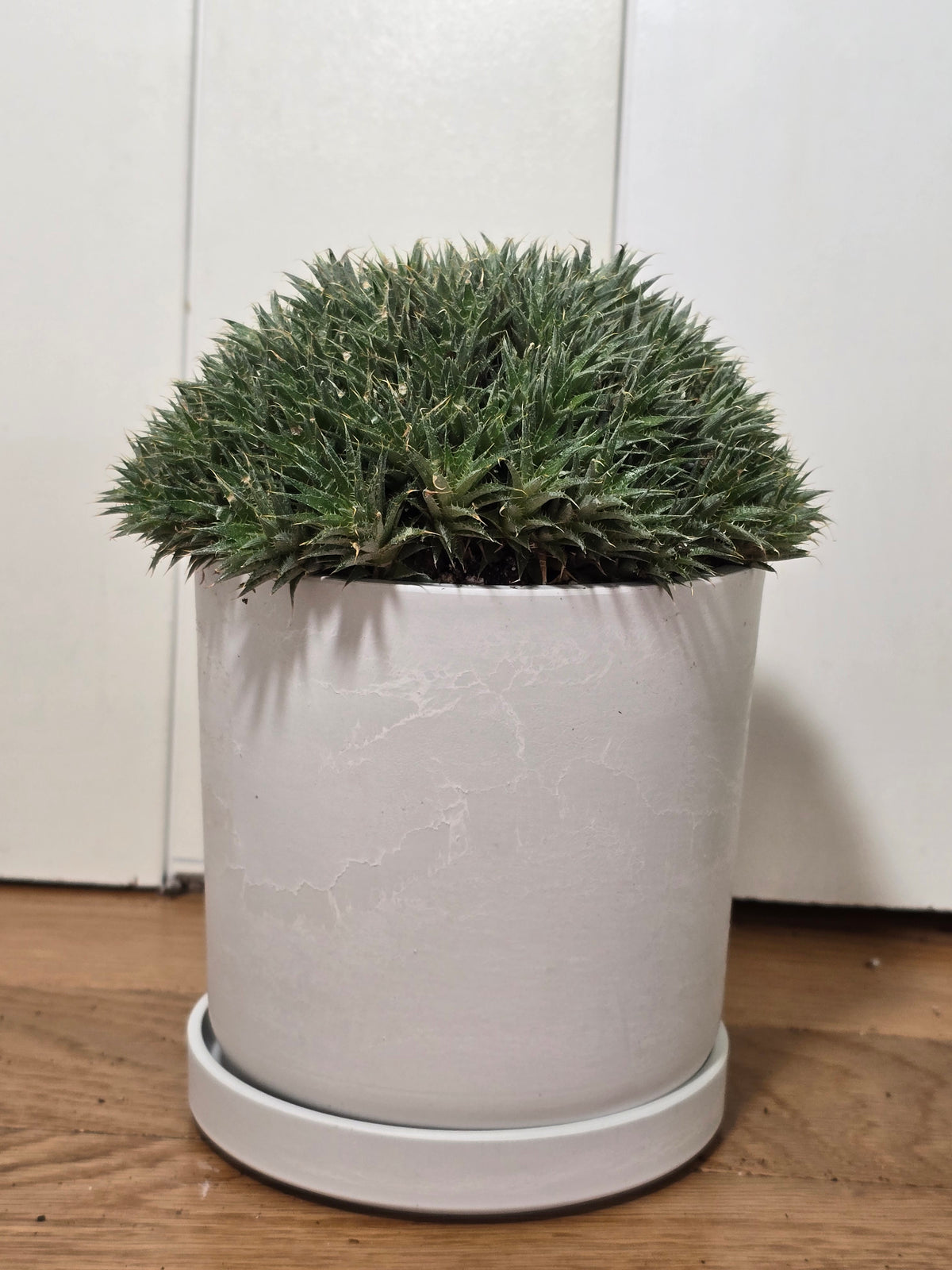Deuterocohnia Brevifolia | Argentina Ball | RARE House Plant | 6" in Diameter | in Kanso Pot With Saucer
