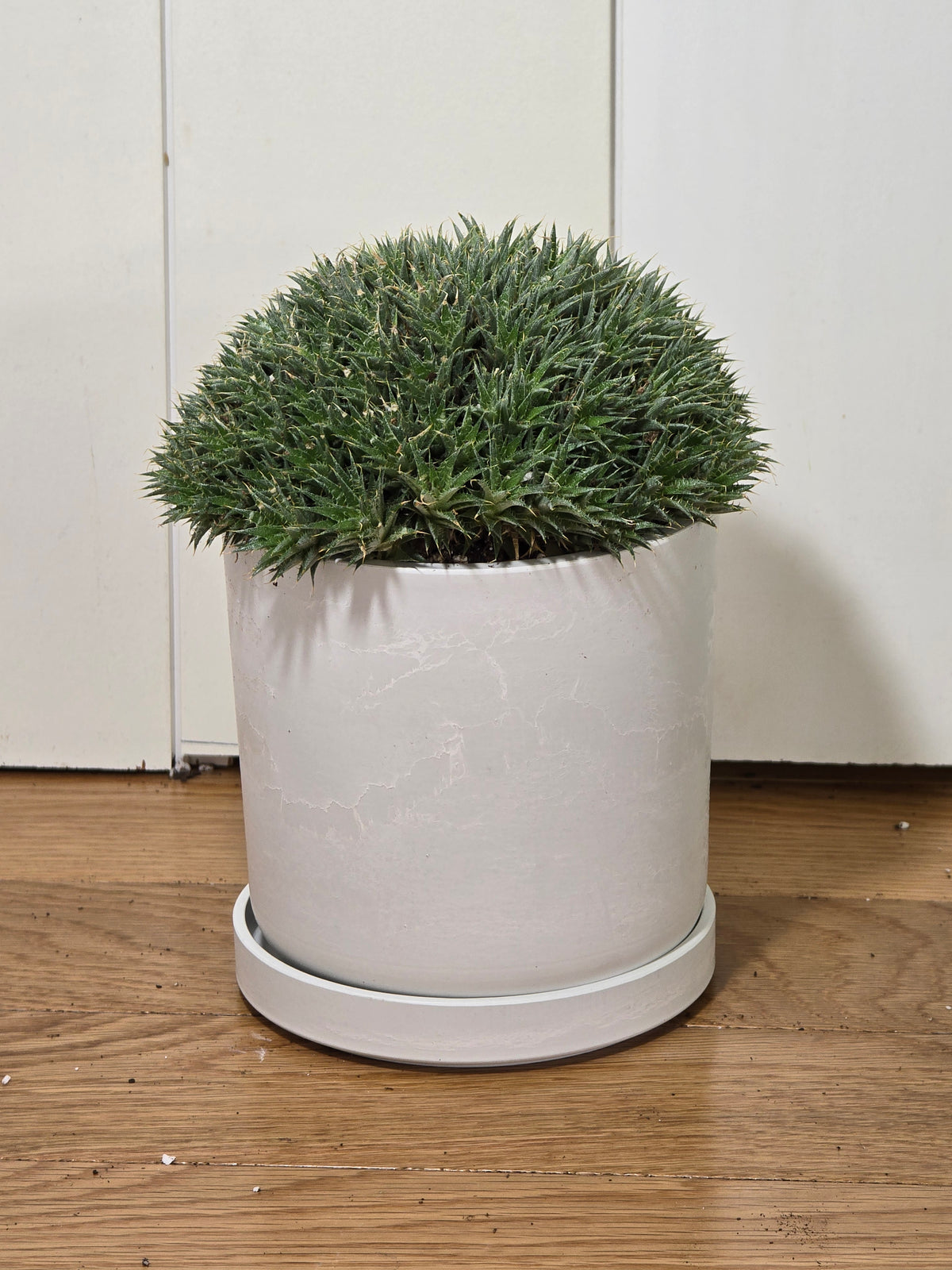 Deuterocohnia Brevifolia | Argentina Ball | RARE House Plant | 6" in Diameter | in Kanso Pot With Saucer