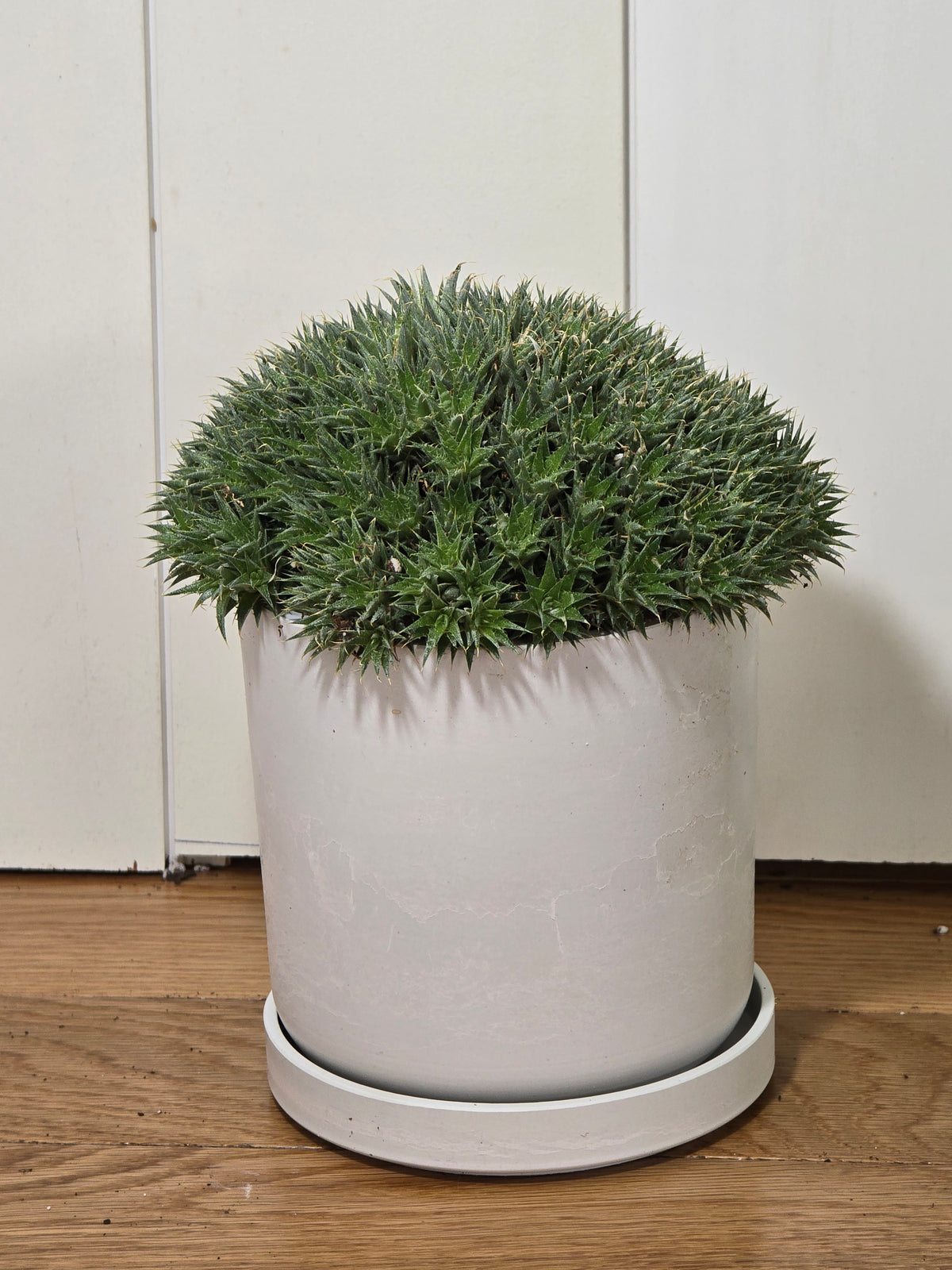 Deuterocohnia Brevifolia | Argentina Ball | RARE House Plant | 6" in Diameter | in Kanso Pot With Saucer