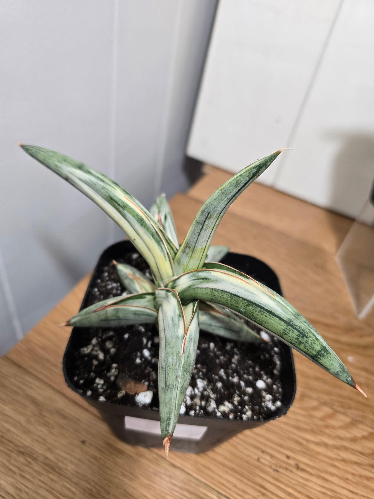 Sansevieria 'Blue Clone' | RARE Variegated Plant Houseplant | in 4"Pot | Five Options!