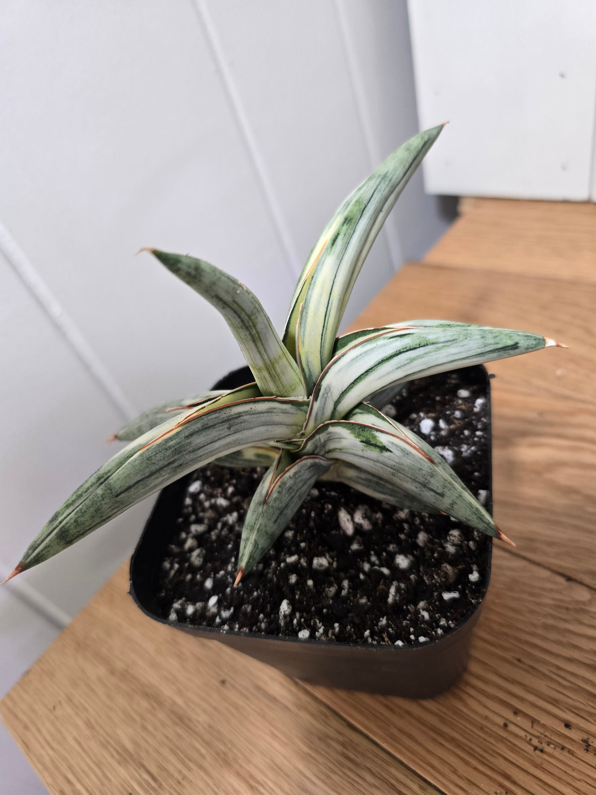 Sansevieria 'Blue Clone' | RARE Variegated Plant Houseplant | in 4"Pot | Five Options!