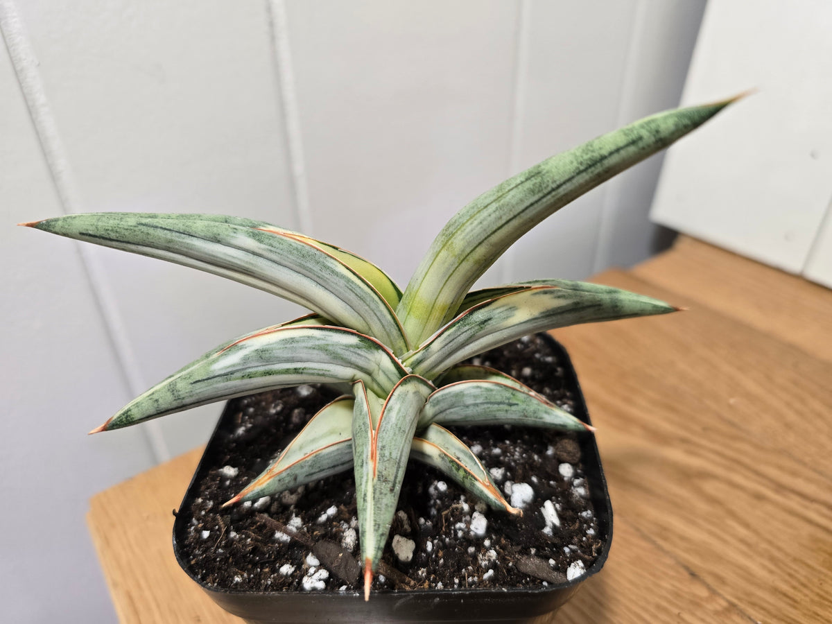 Sansevieria 'Blue Clone' | RARE Variegated Plant Houseplant | in 4"Pot | Five Options!