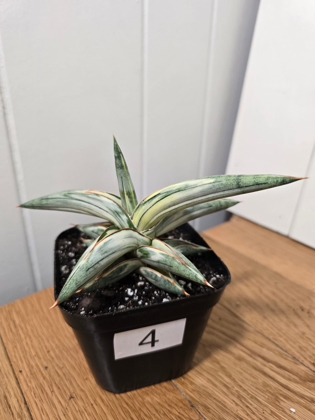 Sansevieria 'Blue Clone' | RARE Variegated Plant Houseplant | in 4"Pot | Five Options!