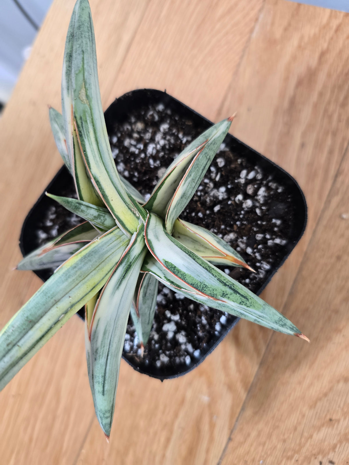 Sansevieria 'Blue Clone' | RARE Variegated Plant Houseplant | in 4"Pot | Five Options!
