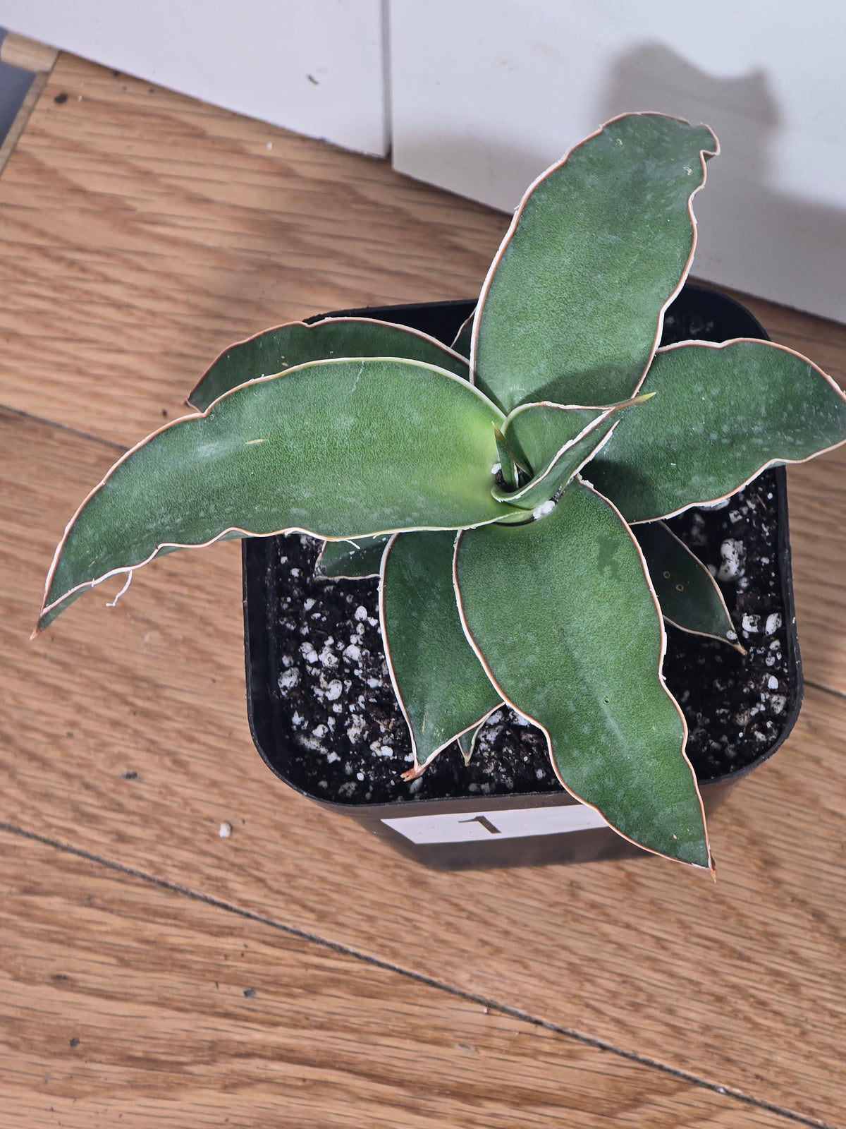 Sansevieria Blue Kew | RARE Snake Plant | Fully Rooted in 4" Pot | Four Options