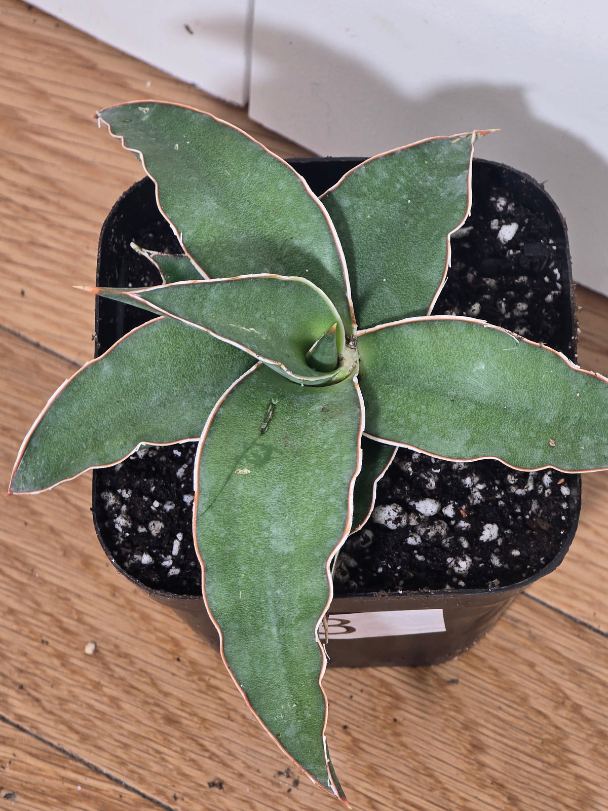 Sansevieria Blue Kew | RARE Snake Plant | Fully Rooted in 4" Pot | Four Options