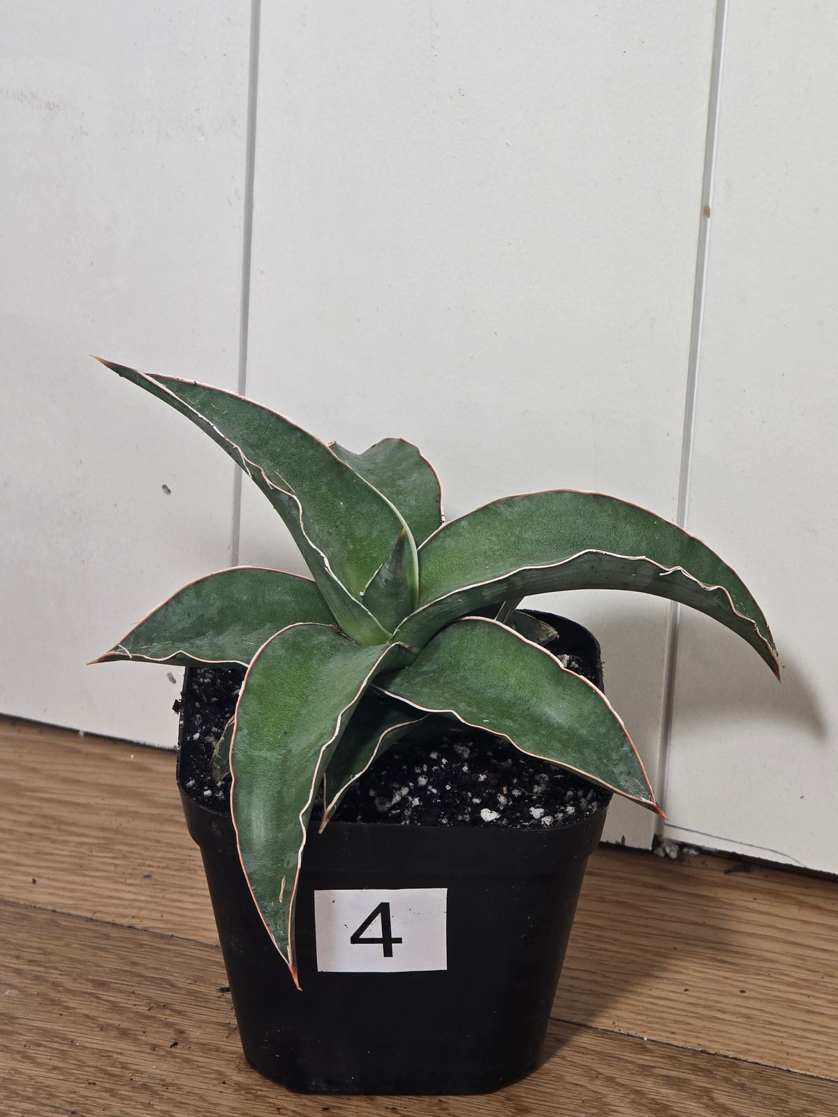 Sansevieria Blue Kew | RARE Snake Plant | Fully Rooted in 4" Pot | Four Options