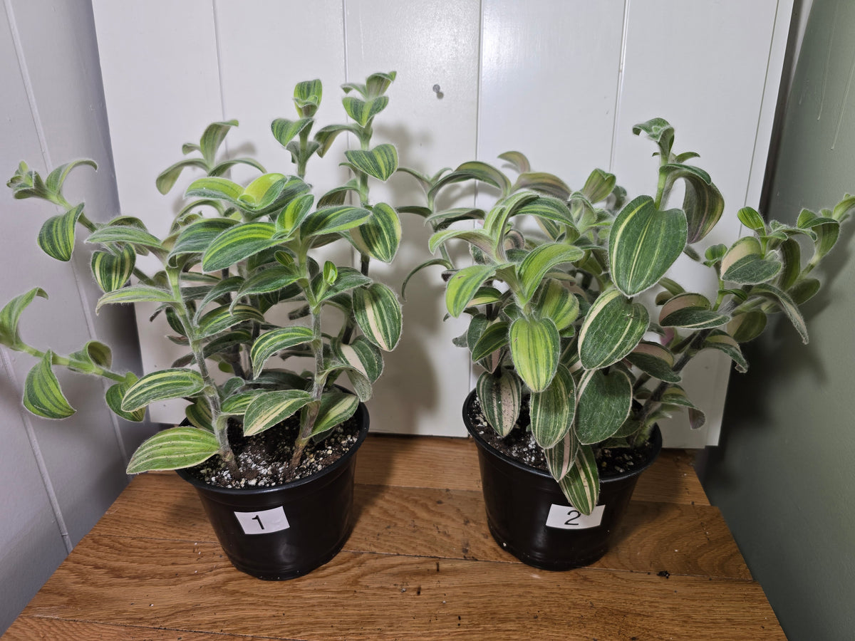 Tradescantia Sillamontana Variegata "White Velvet" Plant Rooted in 3.5" Pot