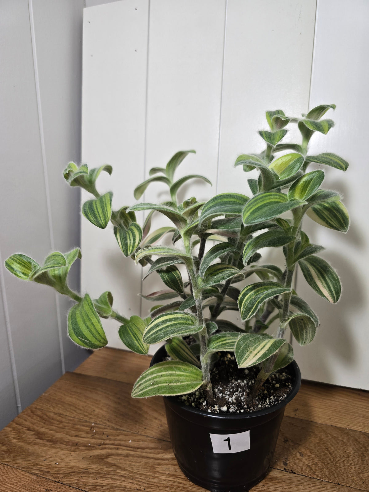 Tradescantia Sillamontana Variegata "White Velvet" Plant Rooted in 3.5" Pot