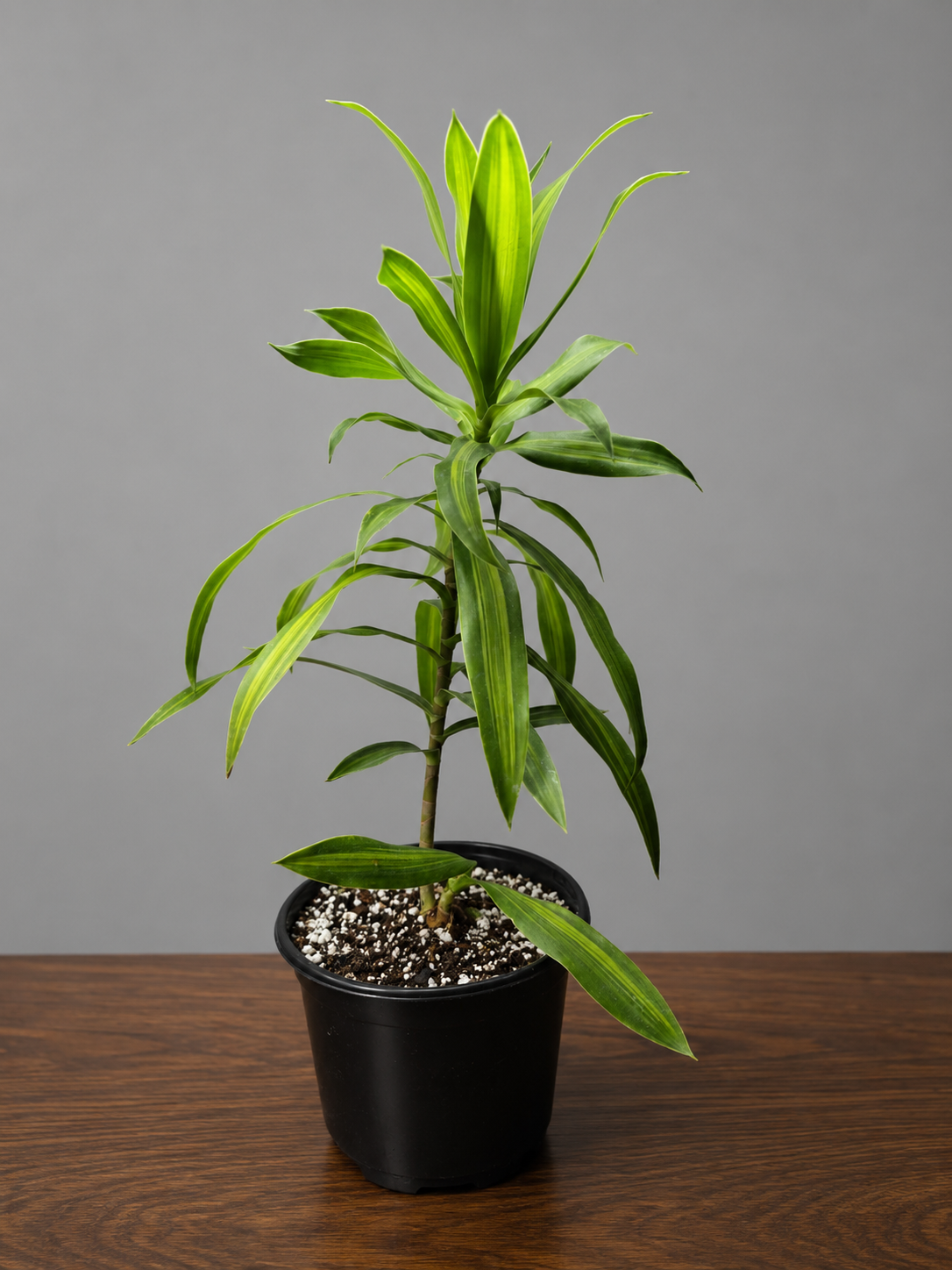 Dracaena Reflexa Song Of Jamaica Indoor Plant, Healthy Roots, Ships Bare Root