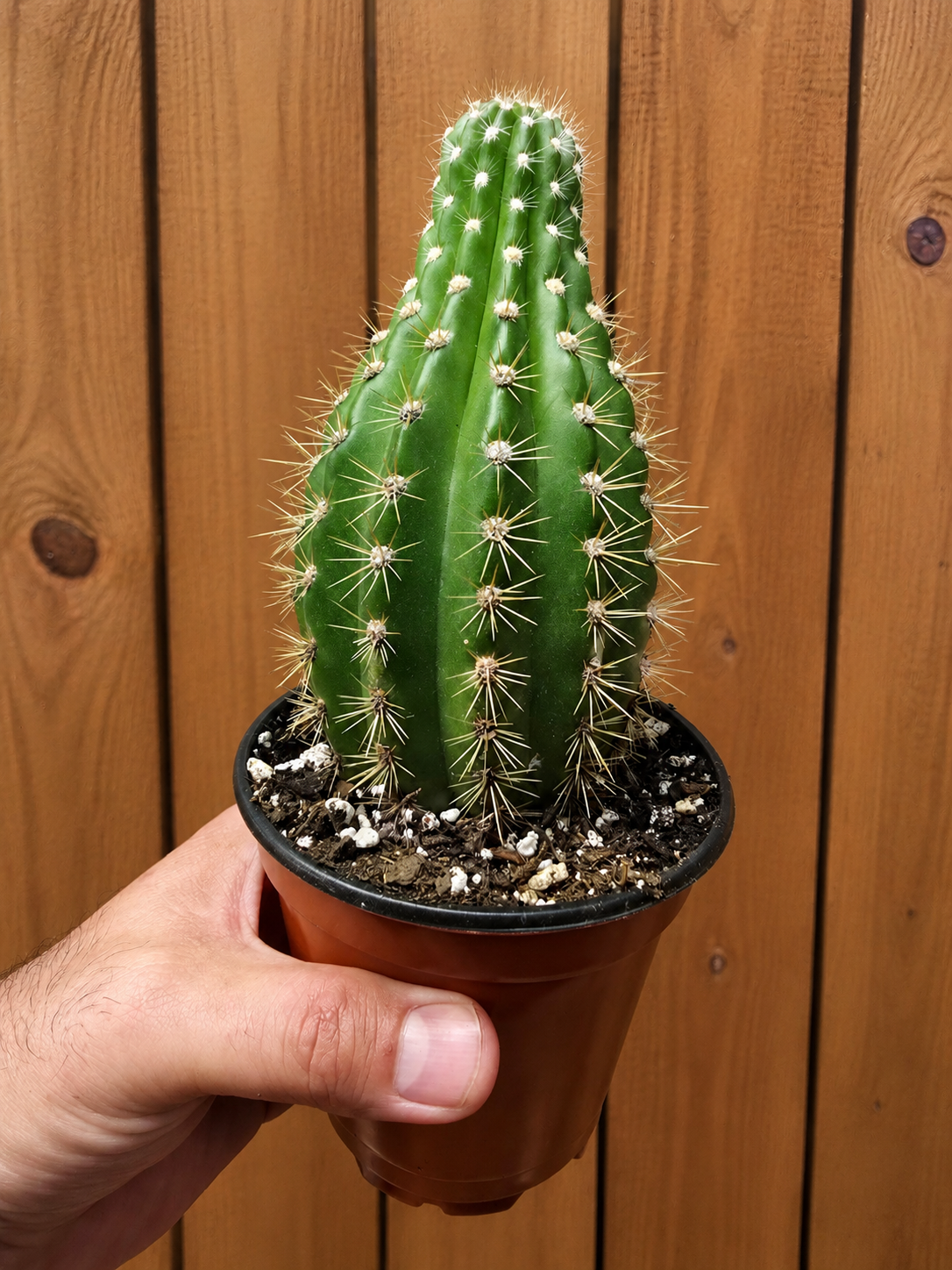Grandiflora Trichosereus Sun Goddess Cactus Fully Rooted Plant 5" Tall