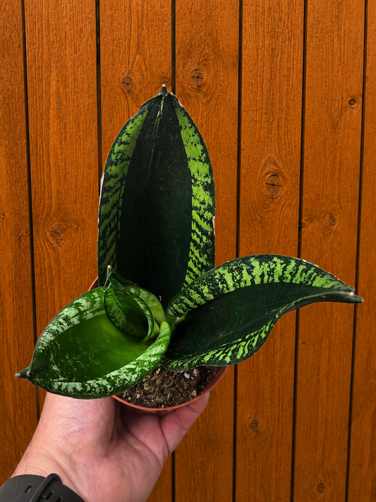 **NEW** Sansevieria 'Whitney' Snake Plant - 4" Pot
