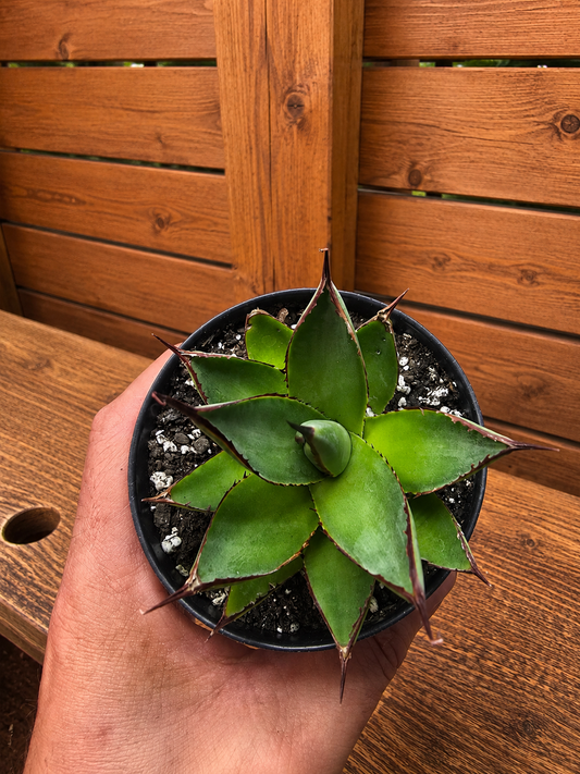 Agave Blue Glow Cactus Succulent Live Plant in 3.5" Pot
