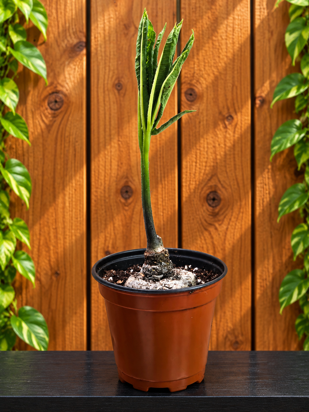 Amorphophallus Voodoo Lily Paeoniifolius "Peony Leaf" | 2 Options | Bare Bulb