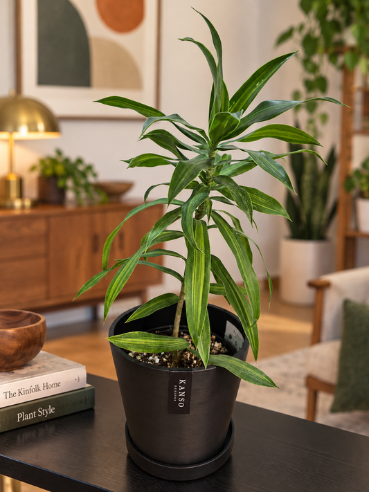 Kanso Designs 7" Pot with Saucer | Tapered | Indoor Plant Pot | Three Color Options