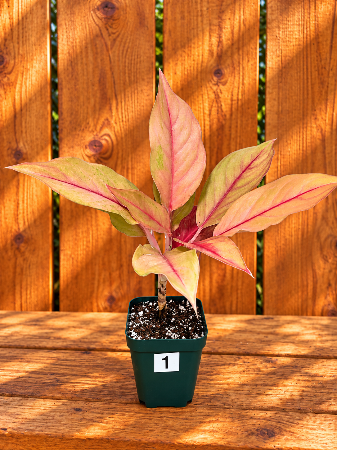 Aglaonema Mahasetti Variety - Yellow Delight | Super RARE Variety | in 4" Pot