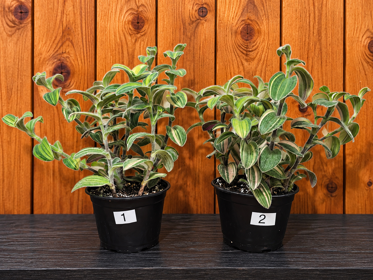 Tradescantia Sillamontana Variegata "White Velvet" Plant Rooted in 3.5" Pot