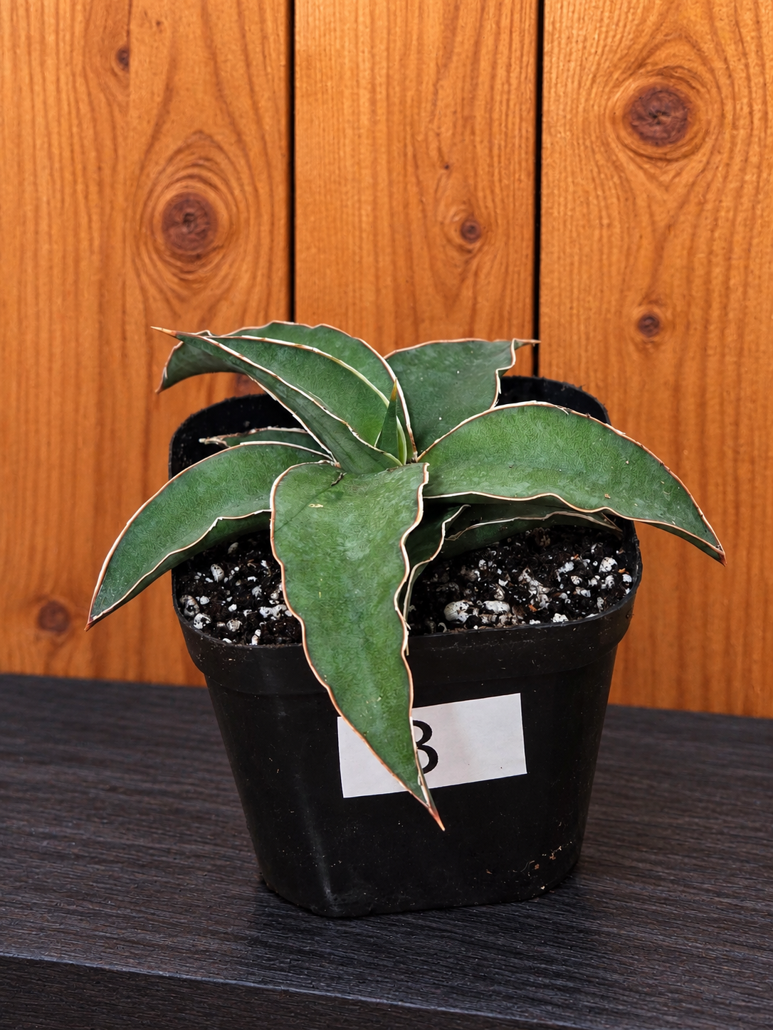 Sansevieria Blue Kew | RARE Snake Plant | Fully Rooted in 4" Pot | Four Options