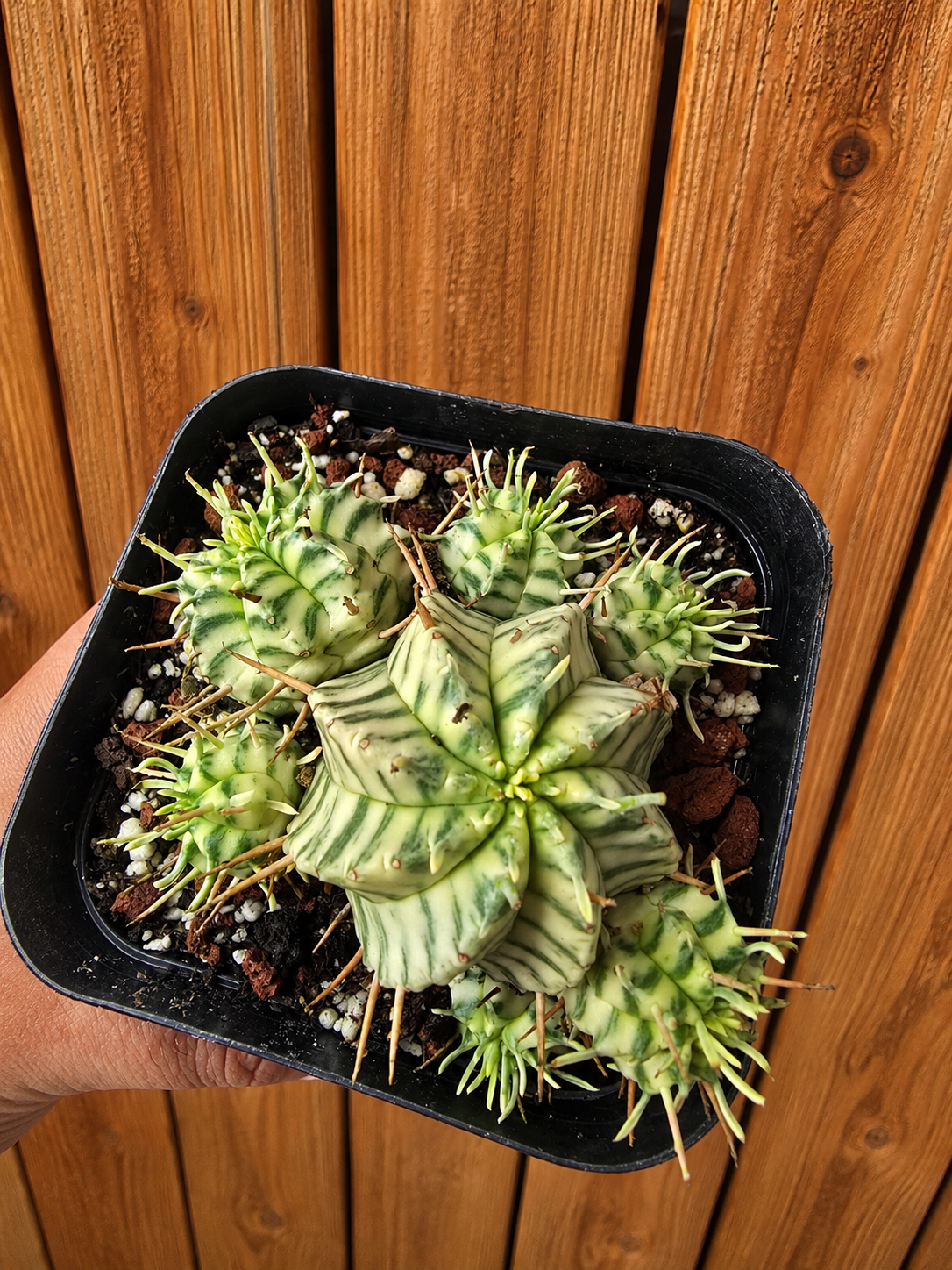 All Other Plants