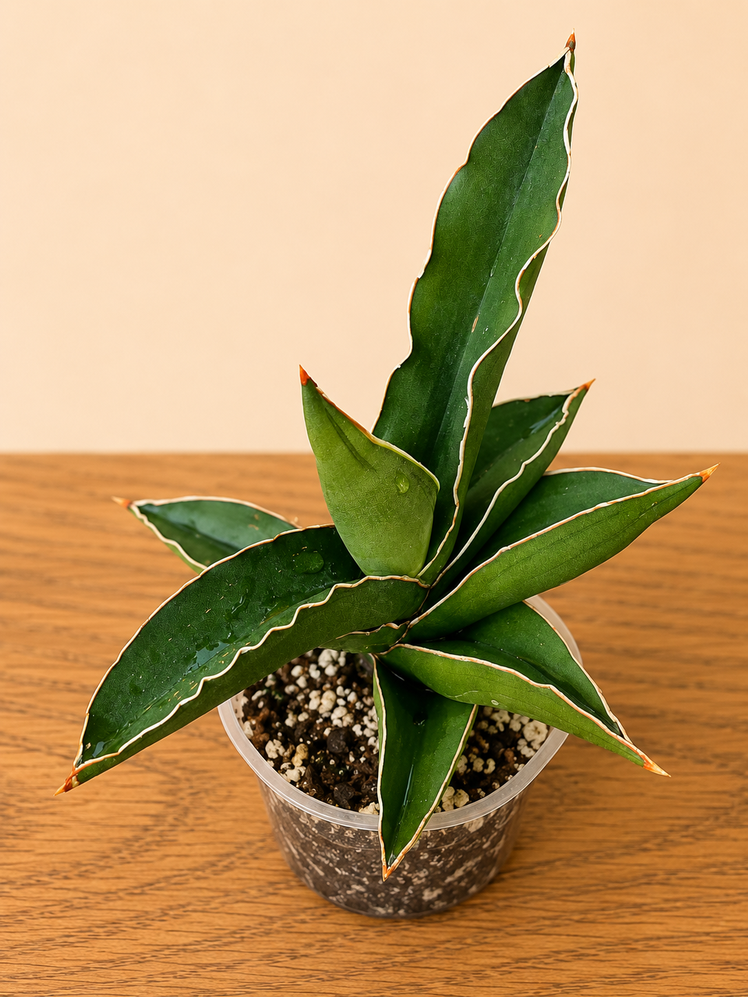 Sansevieria - All Other