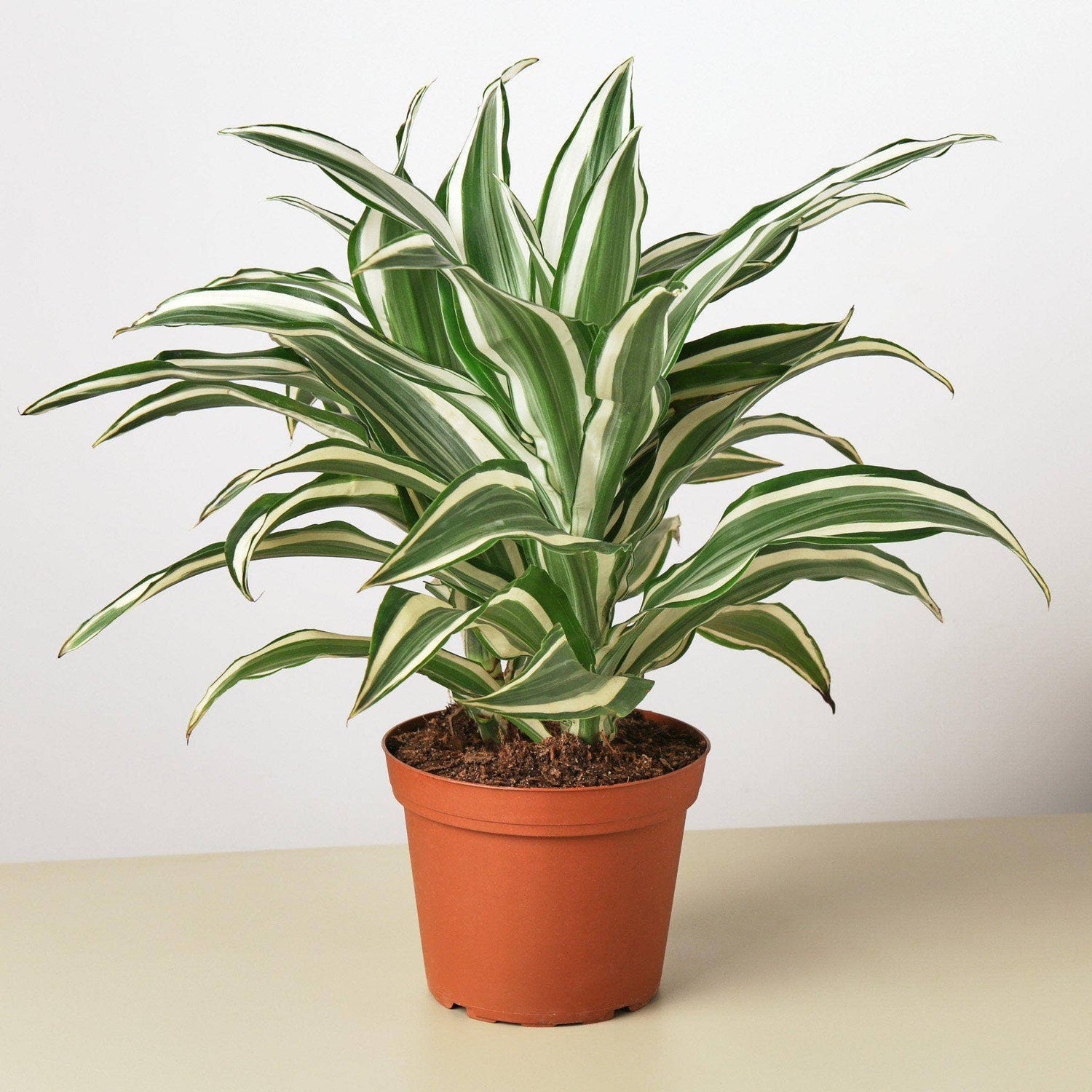 Classic Dracaena