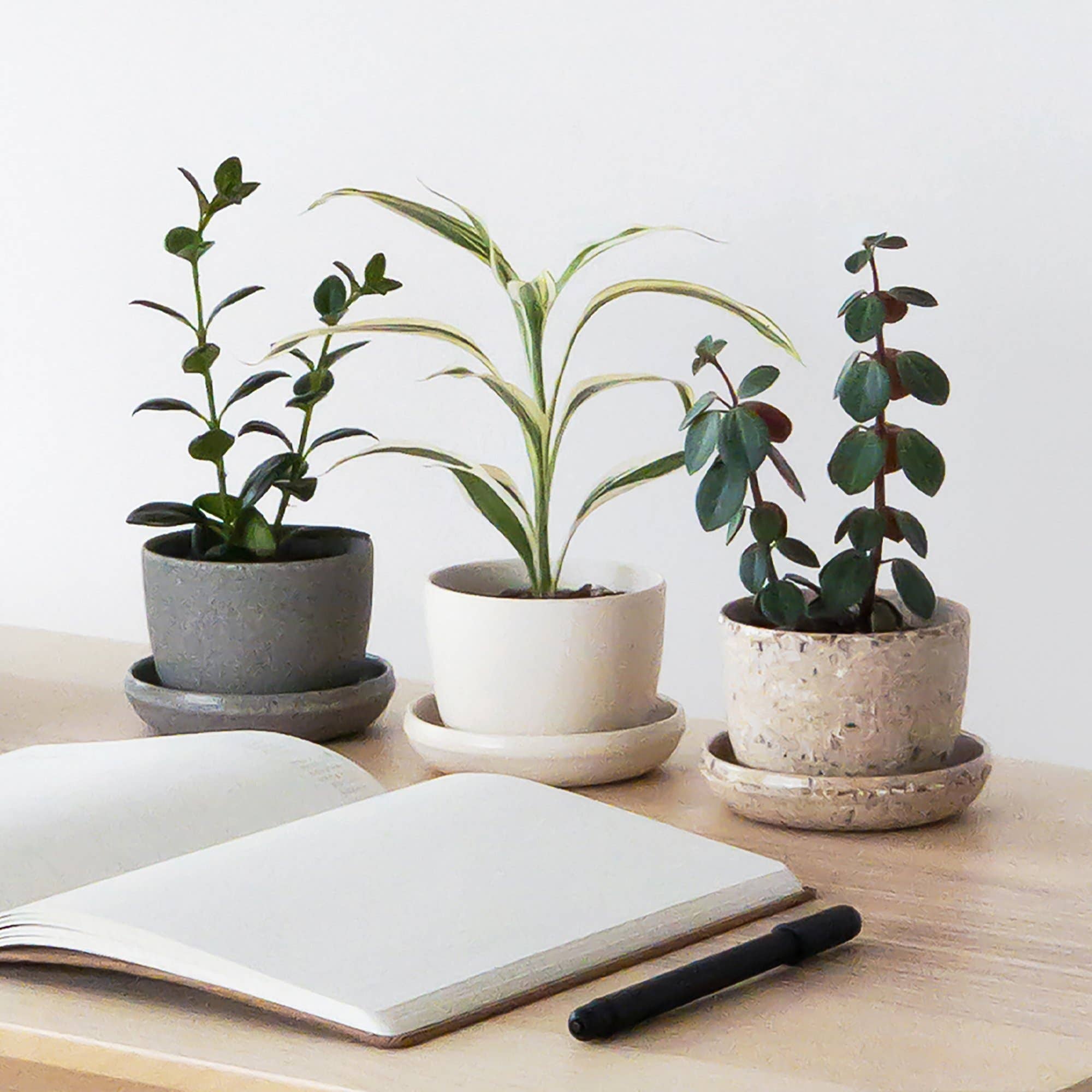 Kanso Designs Wheat Husk Mini Planter Pot