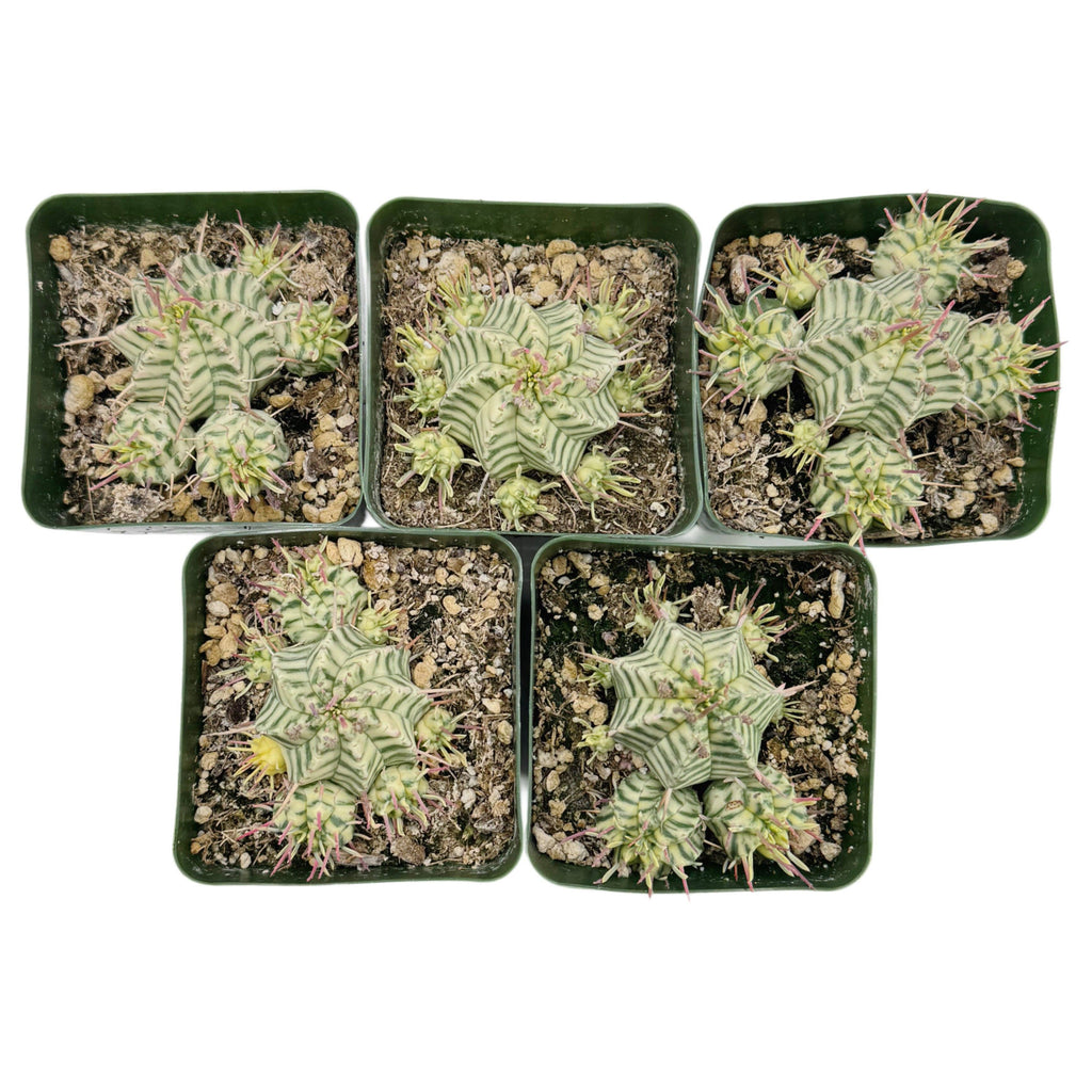 Euphorbia Meloformis Variegata Variegated | 3.5 inch pot