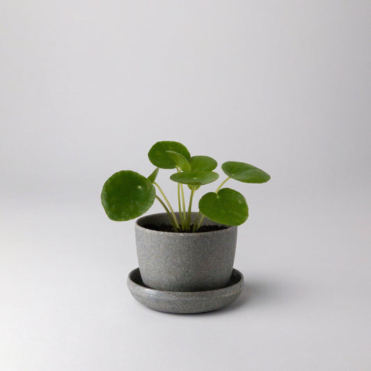 Kanso Designs Wheat Husk Mini Planter Pot