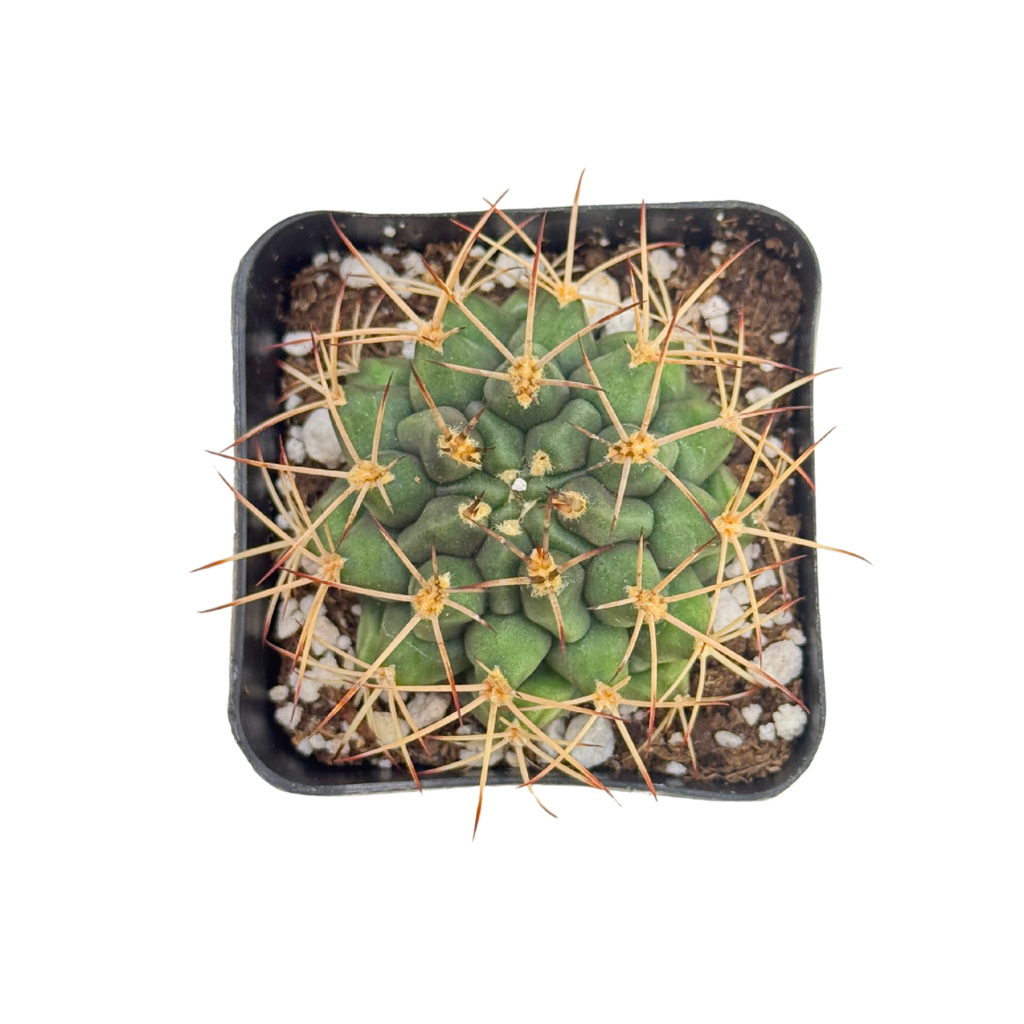 Gymnocalycium Schickendantzii | 2.5 inch