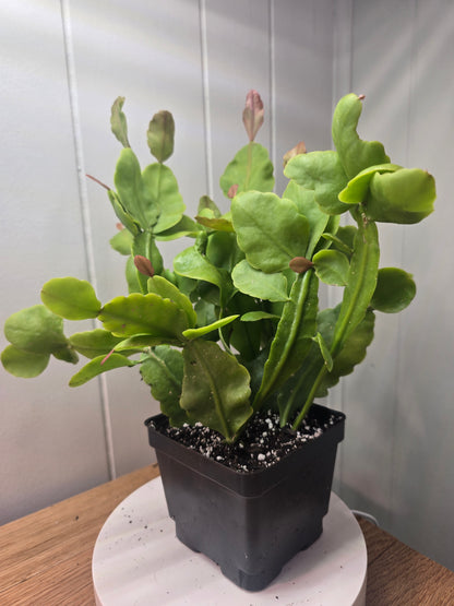 Rhipsalis Rhombea Mature Live Plant 10.5 Inches Tall in 4" Square Pot