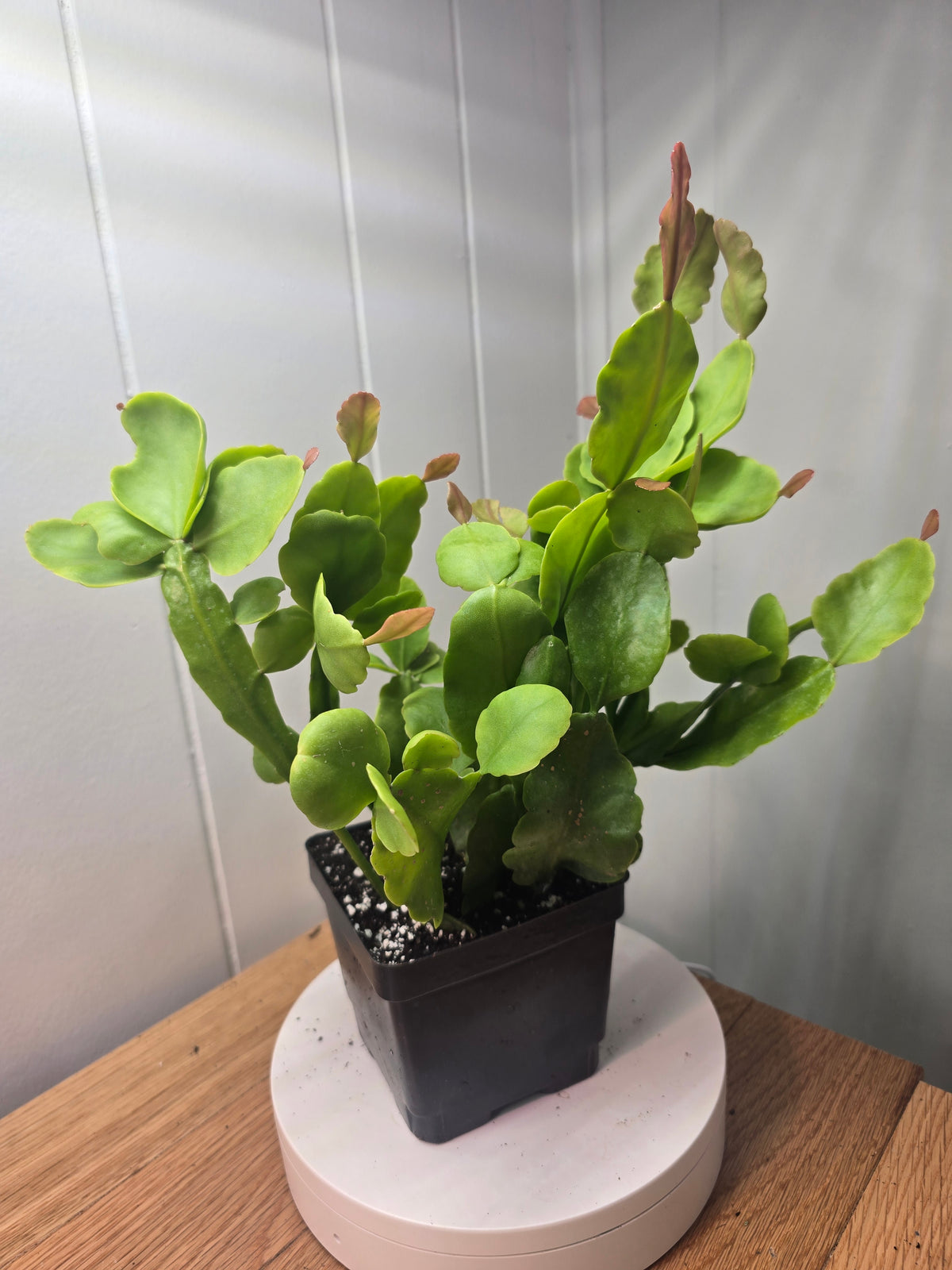 Rhipsalis Rhombea Mature Live Plant 10.5 Inches Tall in 4" Square Pot
