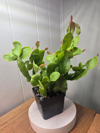 Rhipsalis Rhombea Mature Live Plant 10.5 Inches Tall in 4" Square Pot